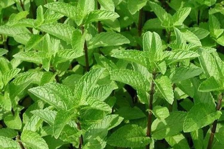 薄荷可以种在院子里吗？