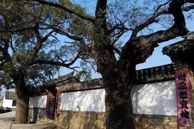 从风水角度房前栽什么果树好