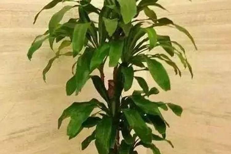 什么木头木气最旺风水