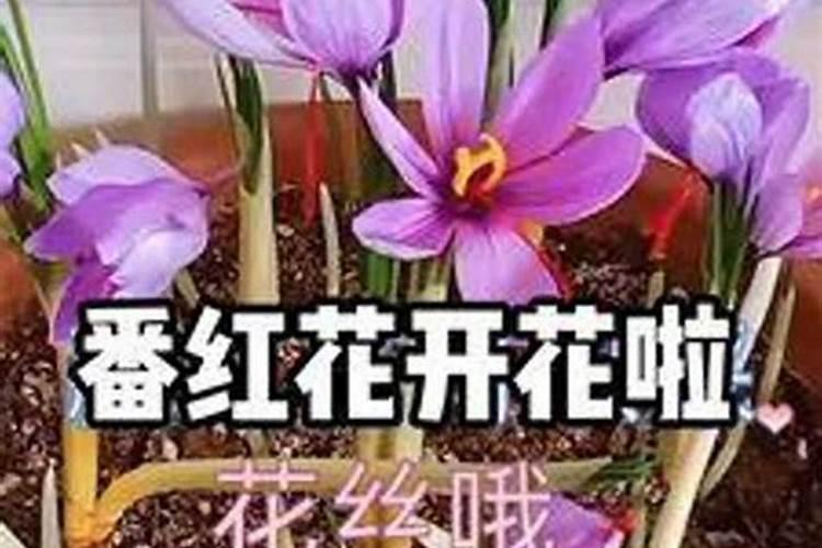 厨房为什么不能朝东