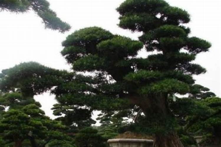 办公室里放什么植物好风水好