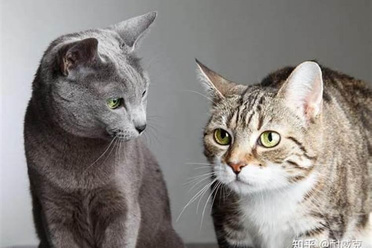 招财猫摆在家里哪里好招财猫摆在家里什么地方好