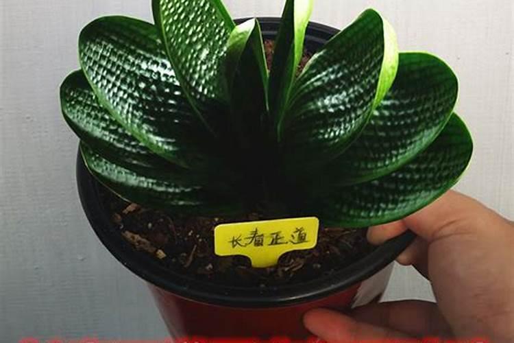 家里的植物摆放有什么讲究嘛？