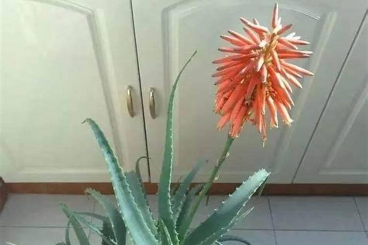 芦荟风水大忌