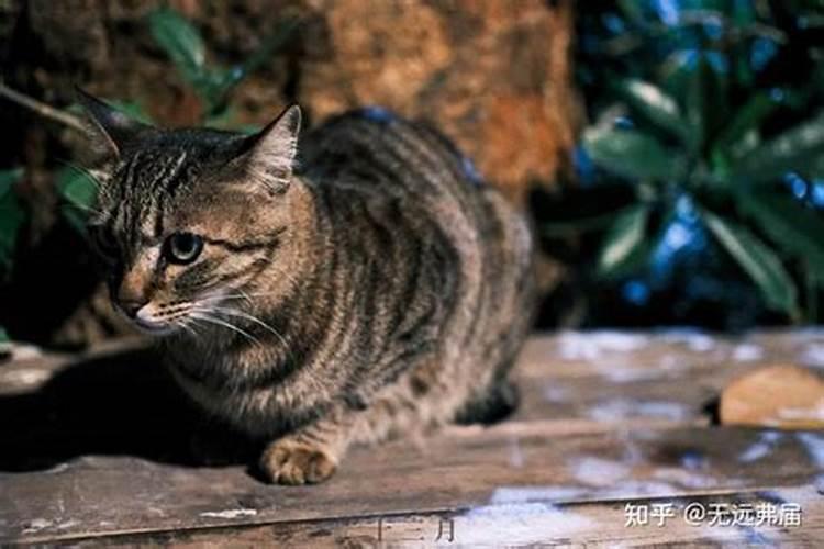 狸花猫在风水上的说法有什么寓意