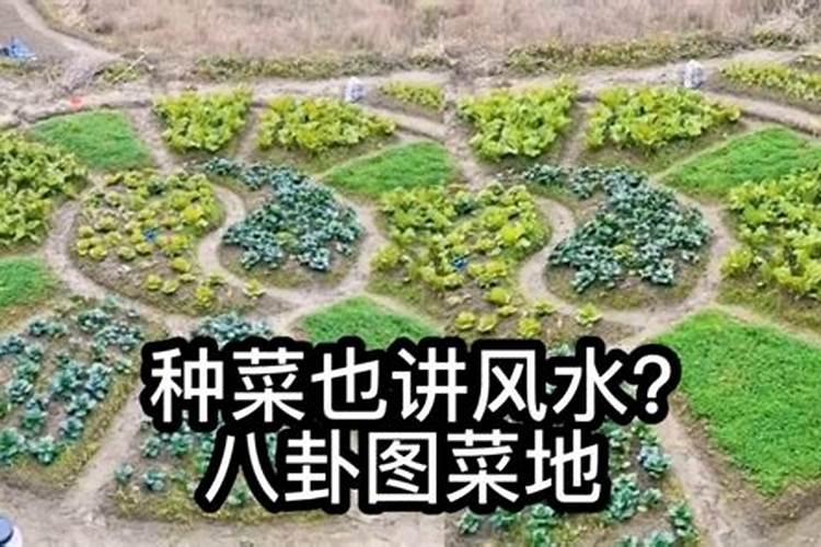楼顶种菜会影响风水吗？