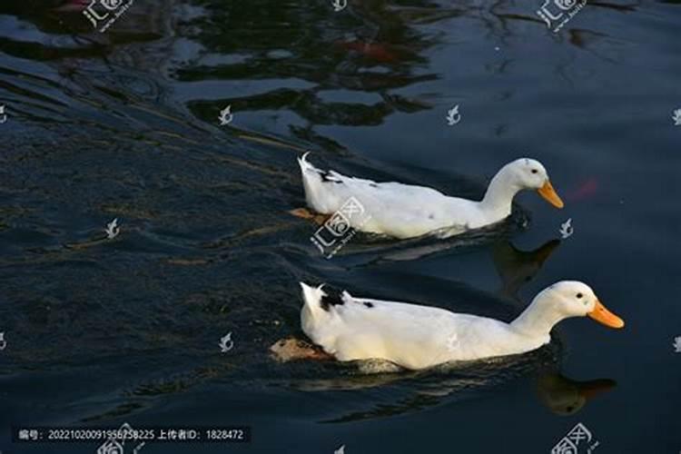 风水大师 卧室窗前养鸭子