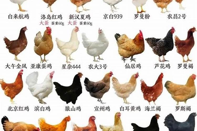 风水最旺的鸡是什么鸡啊