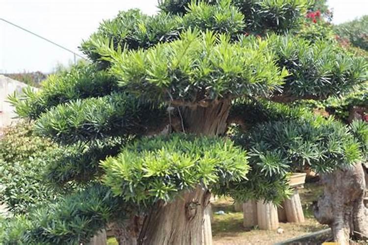 如何拯救风水
