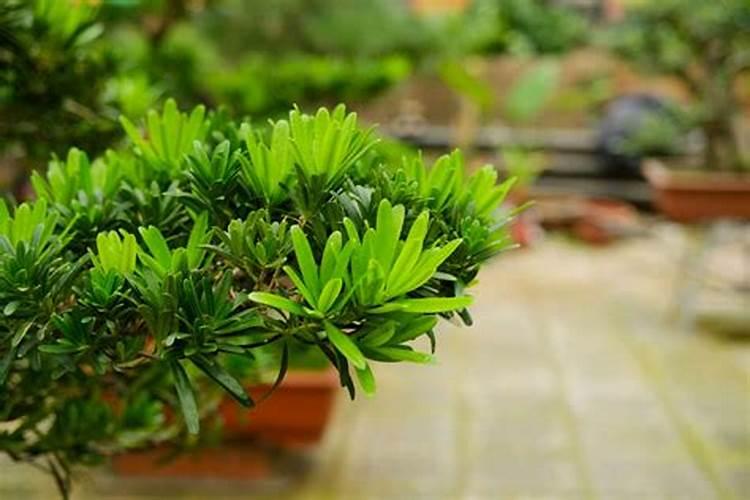 庭院种植什么树