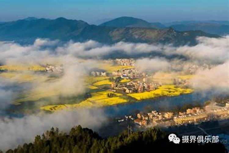 黄杨可以种在院子里吗