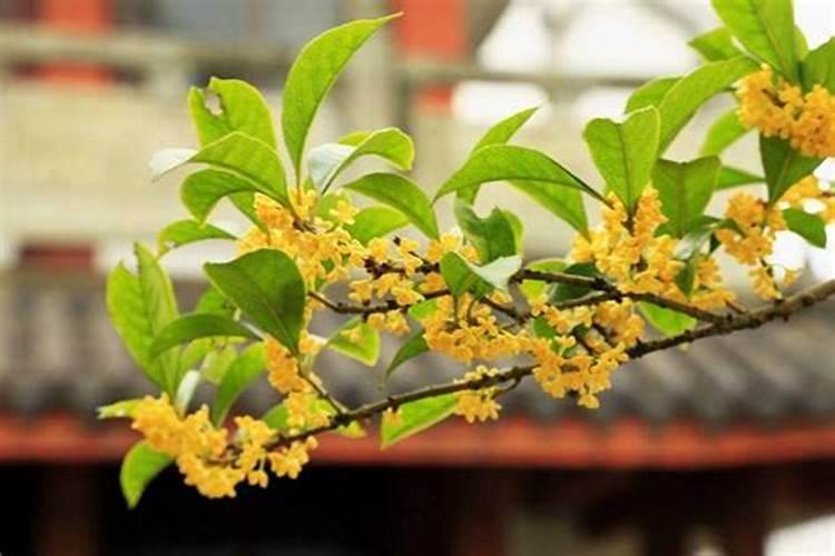 桂花树的风水禁忌,这4个地方千万别放
