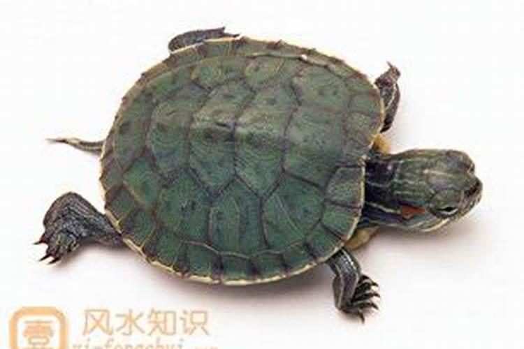 乌龟不能随便养 养乌龟和风水的关系