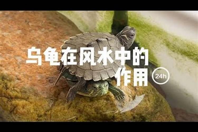 养乌龟的风水讲究与禁忌 养乌龟的风水讲究与禁忌是什么
