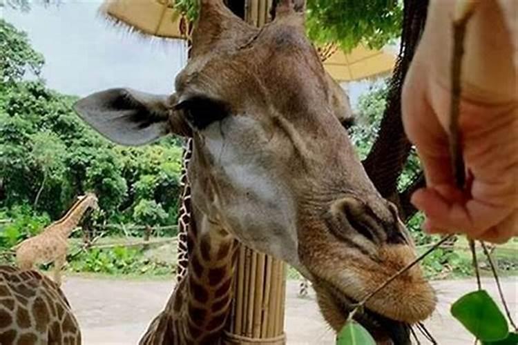 动物园风水不好