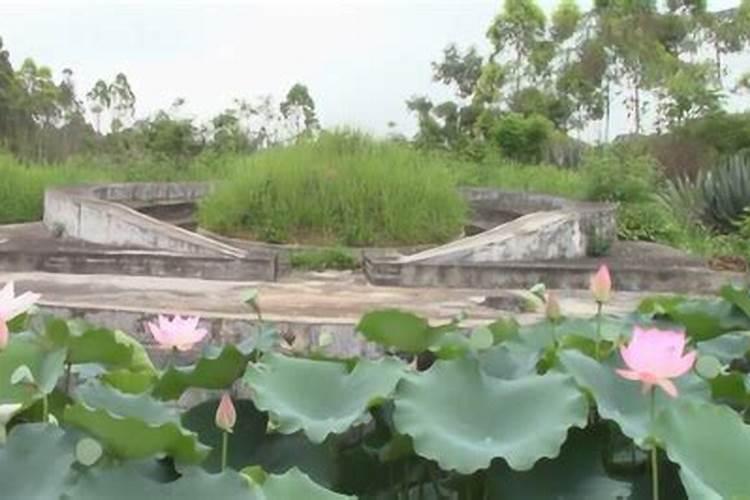 请问风水大师我想在大门外挖个莲花池养莲花好吗、