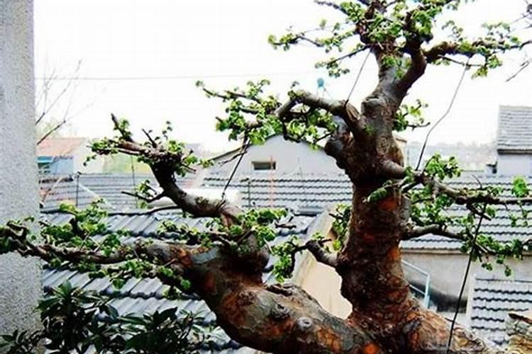 屋后栽什么树最旺风水