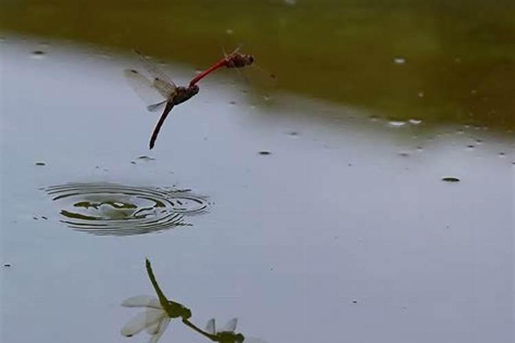 风水墓地蜻蜓点水,墓地风水口诀