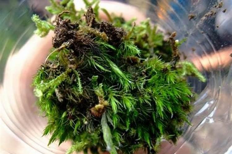 室内种什么植物风水最旺
