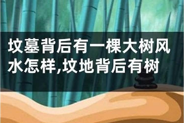 墓地上有大树的风水好不好？