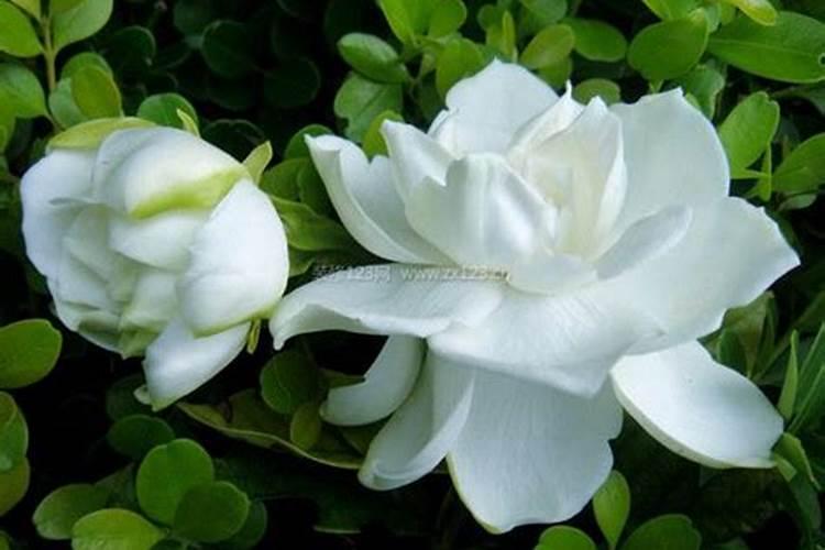 门前能种栀子花吗？
