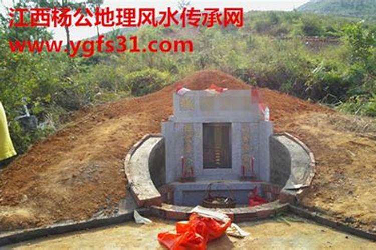乔迁新居客厅摆什么花 搬家放什么植物吉利