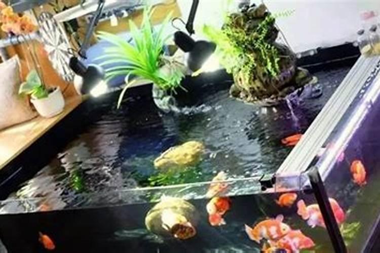 请教风水大师:我适合养鱼嘛？