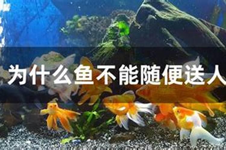 家里养鱼用来观看不信风水迷信行吗