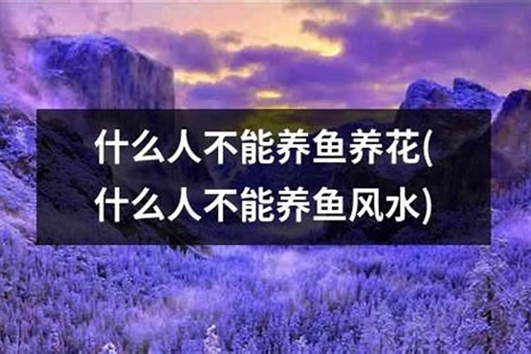 各位风水大师,小的有请了。鱼儿的问题