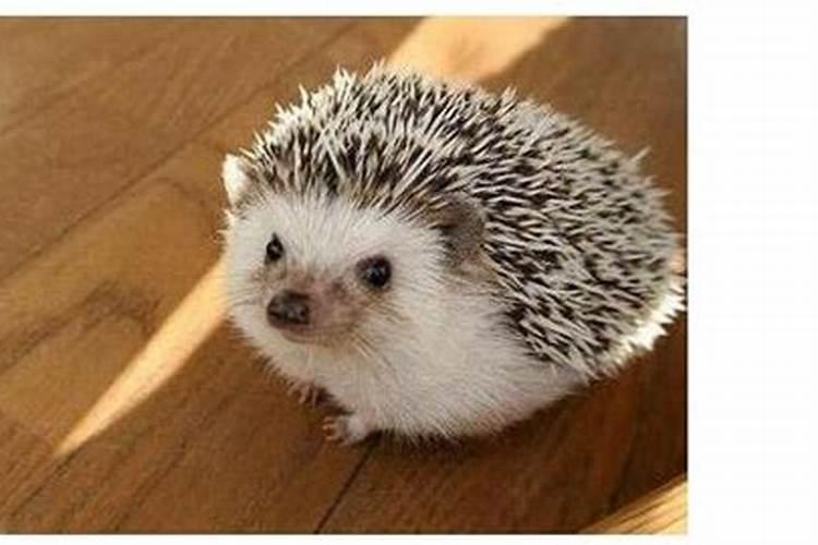 为什么刺猬不能随便养？