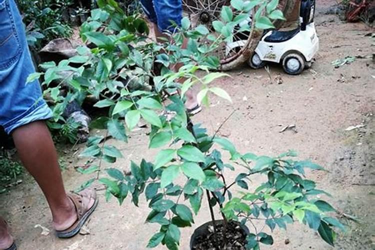 别墅风水大门口放什么植物别墅大门口放什么植物好