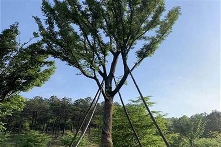 房前屋后栽什么花好