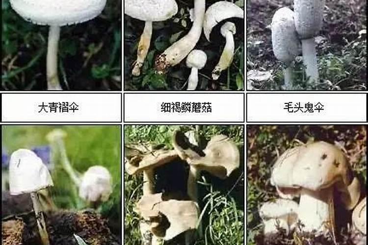 灵芝能镇宅辟邪吗？