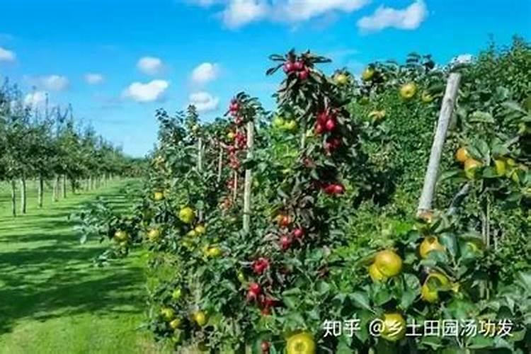 农村庭院风水有何讲究？