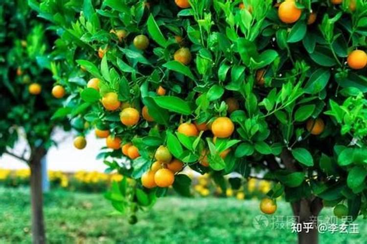 八种植物招财又旺宅挡煞 哪八种植物招财又旺宅挡煞