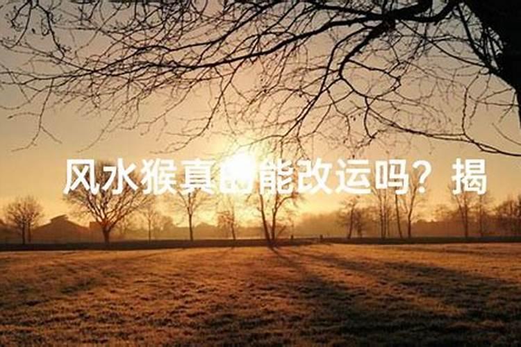 界首红孩儿看得准吗