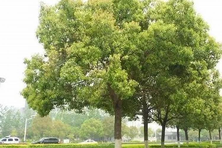大门前50米有一颗香樟树风水上有什么可化解