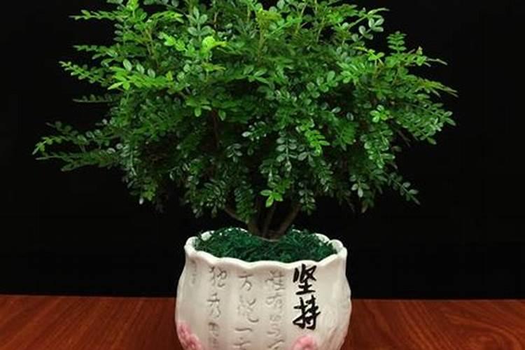 清香木适合放在哪里