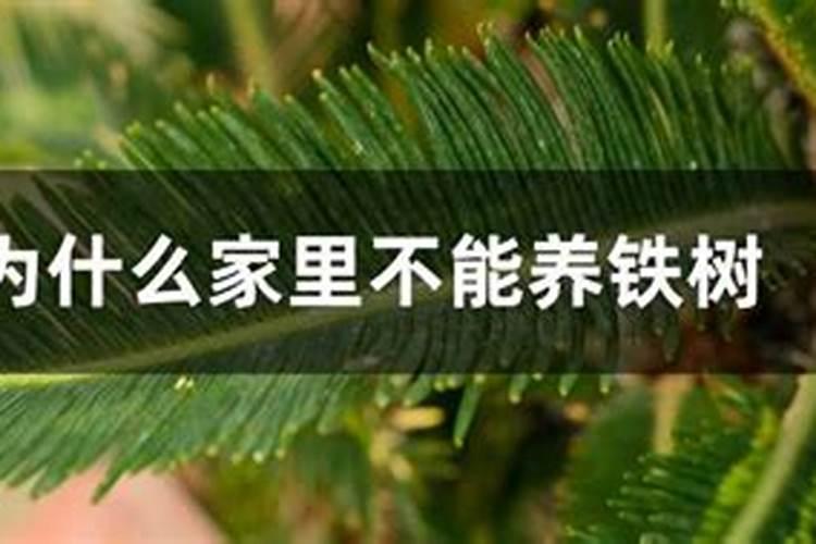 为什么家里不能养铁树 家里种铁树到底好不好吉利吗