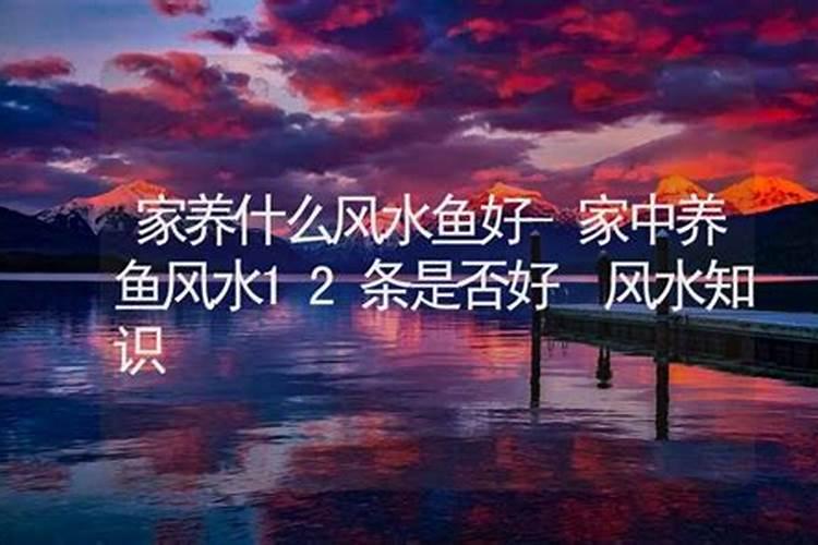 招财鱼怎么养招财鱼