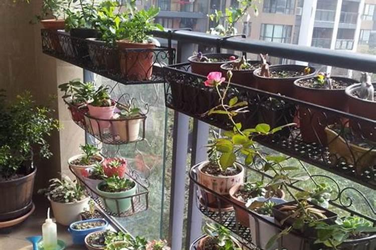 西北阳台放什么植物最旺风水