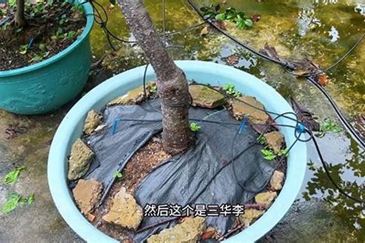 楼顶种什么果树对风水好