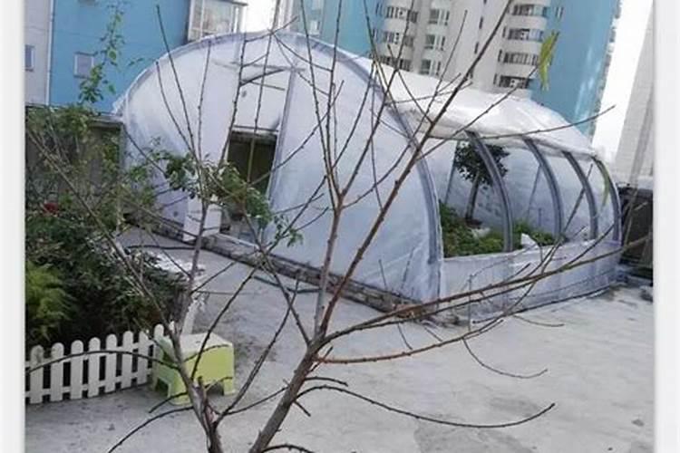 楼顶种什么树风水好,楼顶栽的植物有讲究