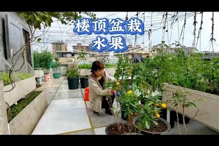 楼顶种什么果树对风水好