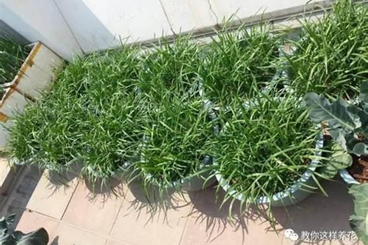 为什么家里不可以种韭菜？院子里可以种韭菜吗