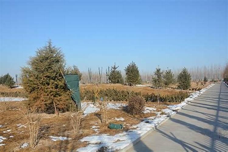 办公桌上放仙人掌有什么讲究