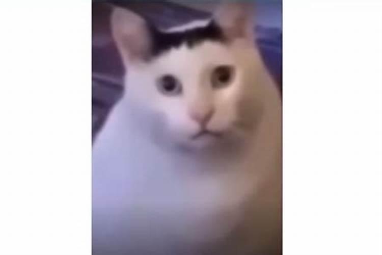 养猫对家居风水有影响么？