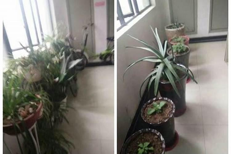 入户门外放什么植物风水好 进户门口摆放什么绿植财运好