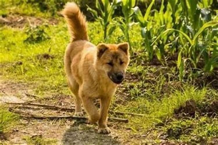 家里养两只猫影响风水？