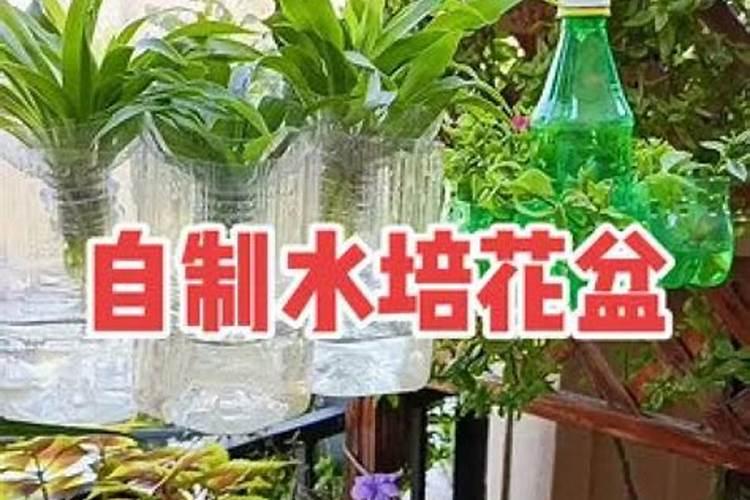 水瓶座适合种什么花